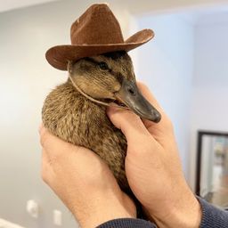 Ducky The Duck
