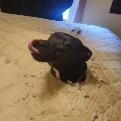 DIH